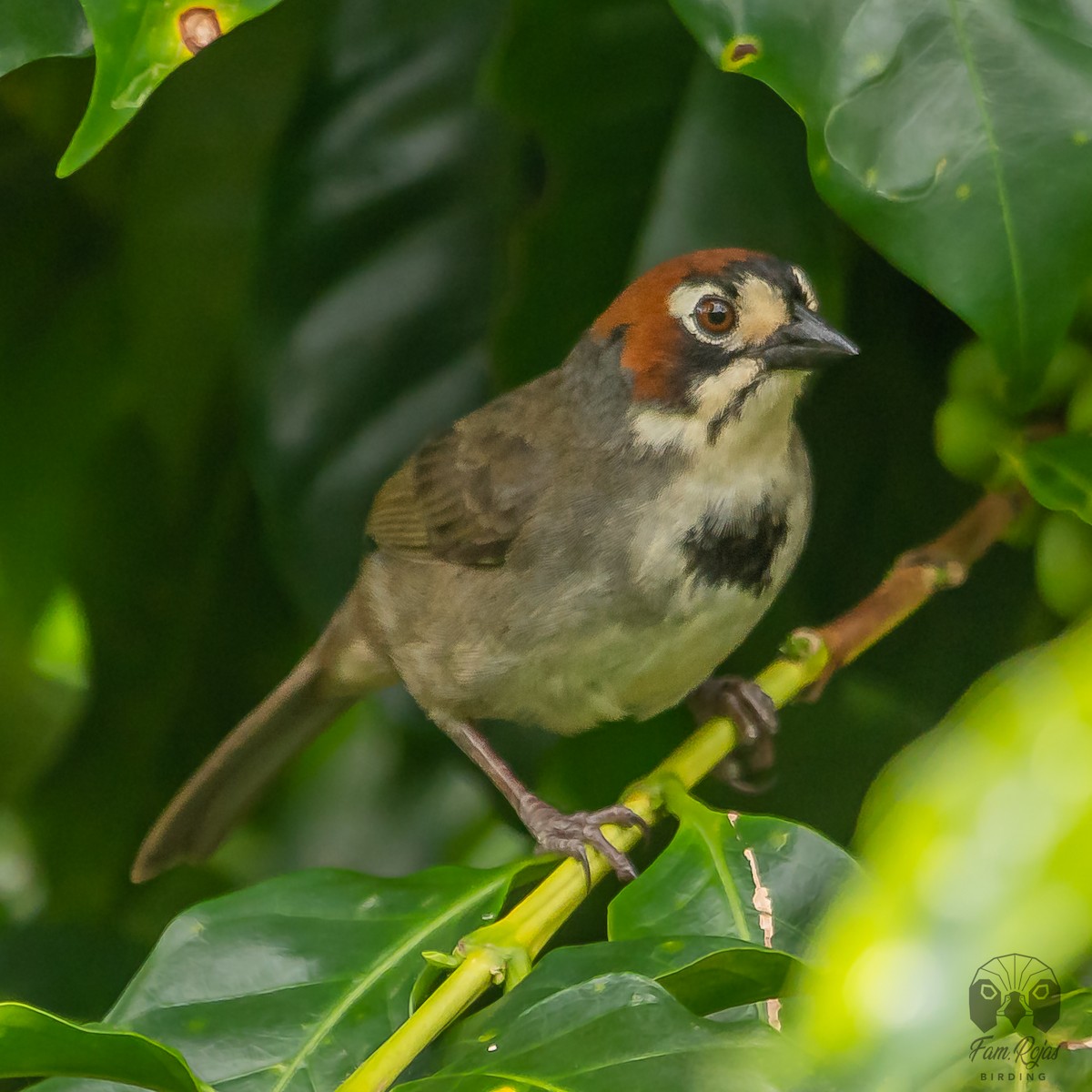 Cabanis's Ground-Sparrow - ML620251763