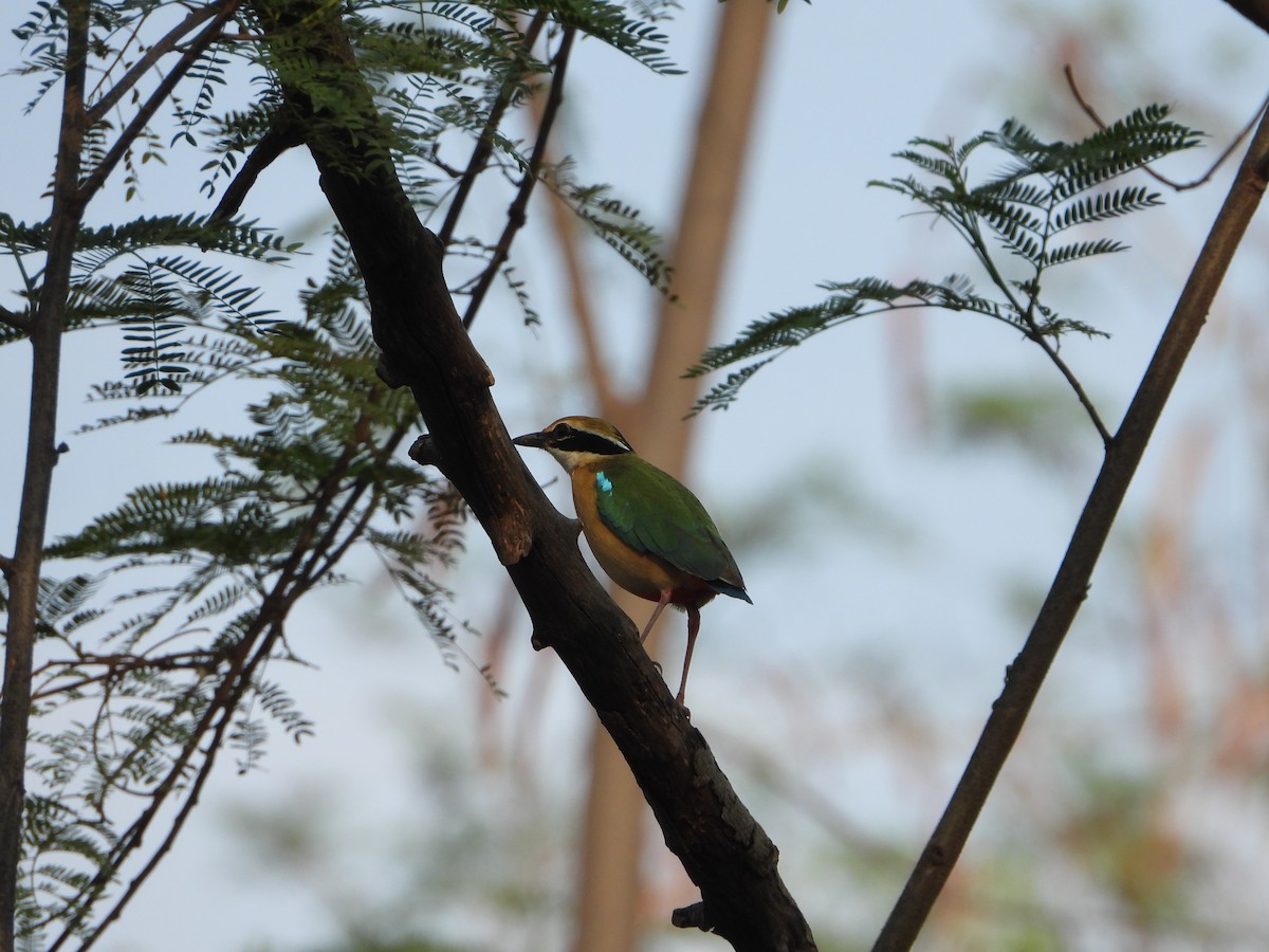 Indian Pitta - ML620251775