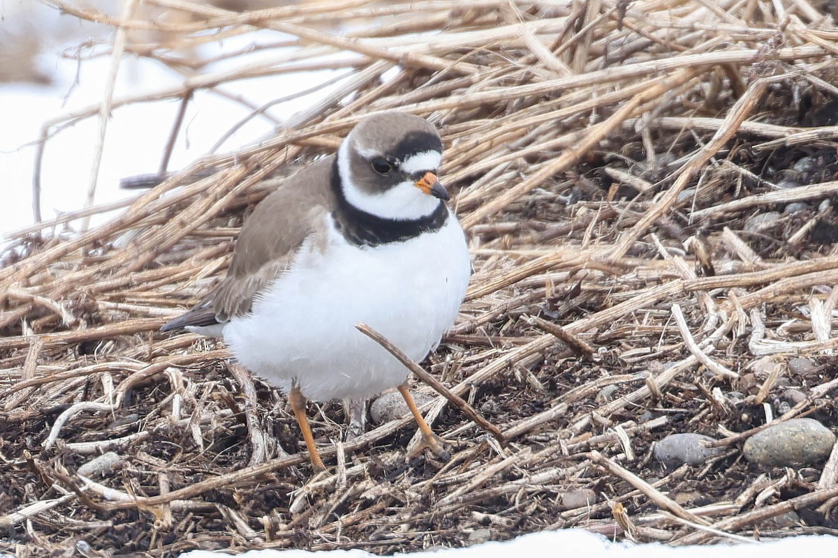 Common Ringed Plover - ML620251784