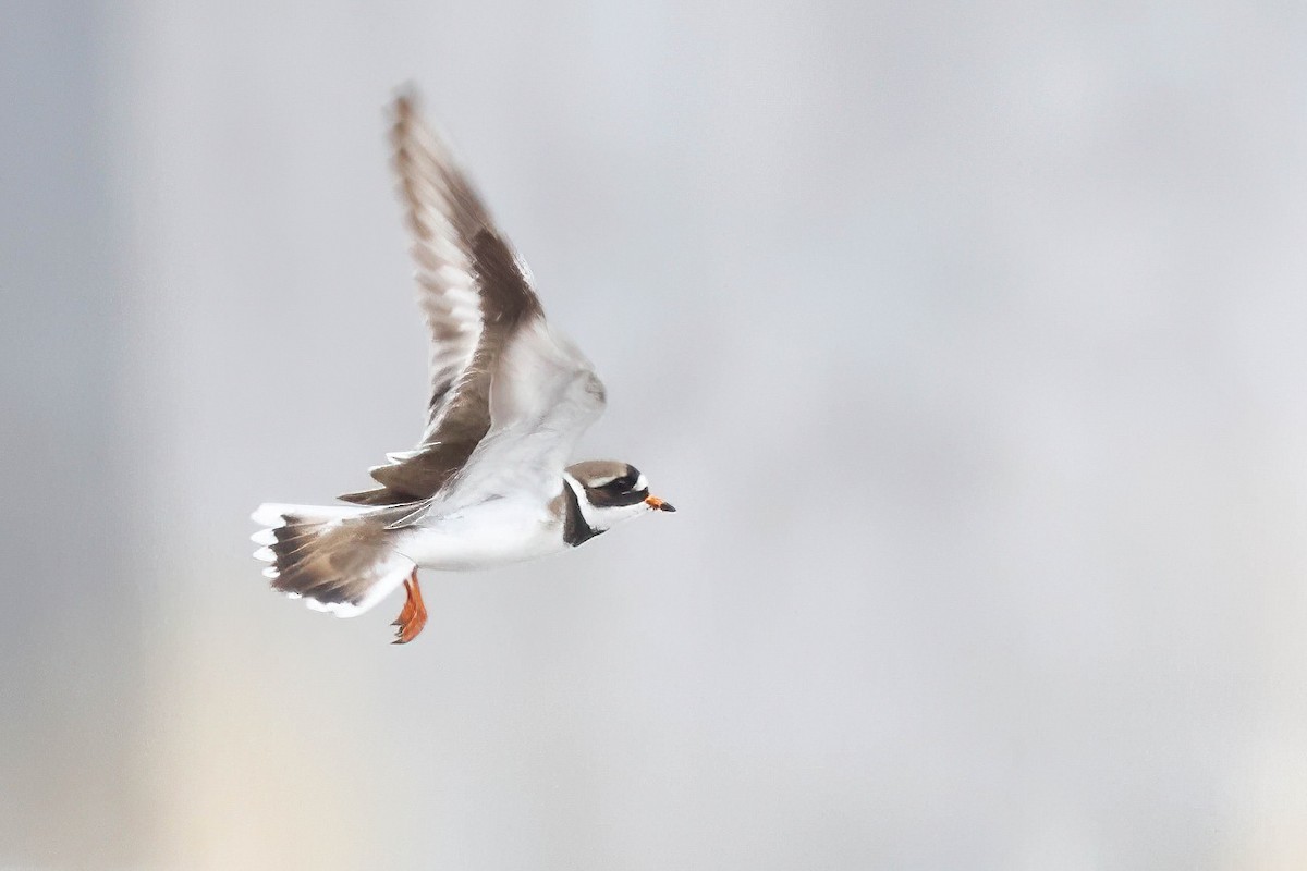 Common Ringed Plover - ML620251786
