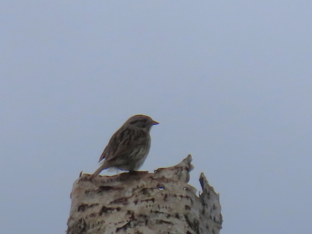 Lincoln's Sparrow - Laura Burke