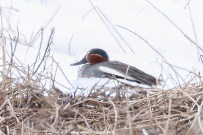 Green-winged Teal (Eurasian) - ML620251788