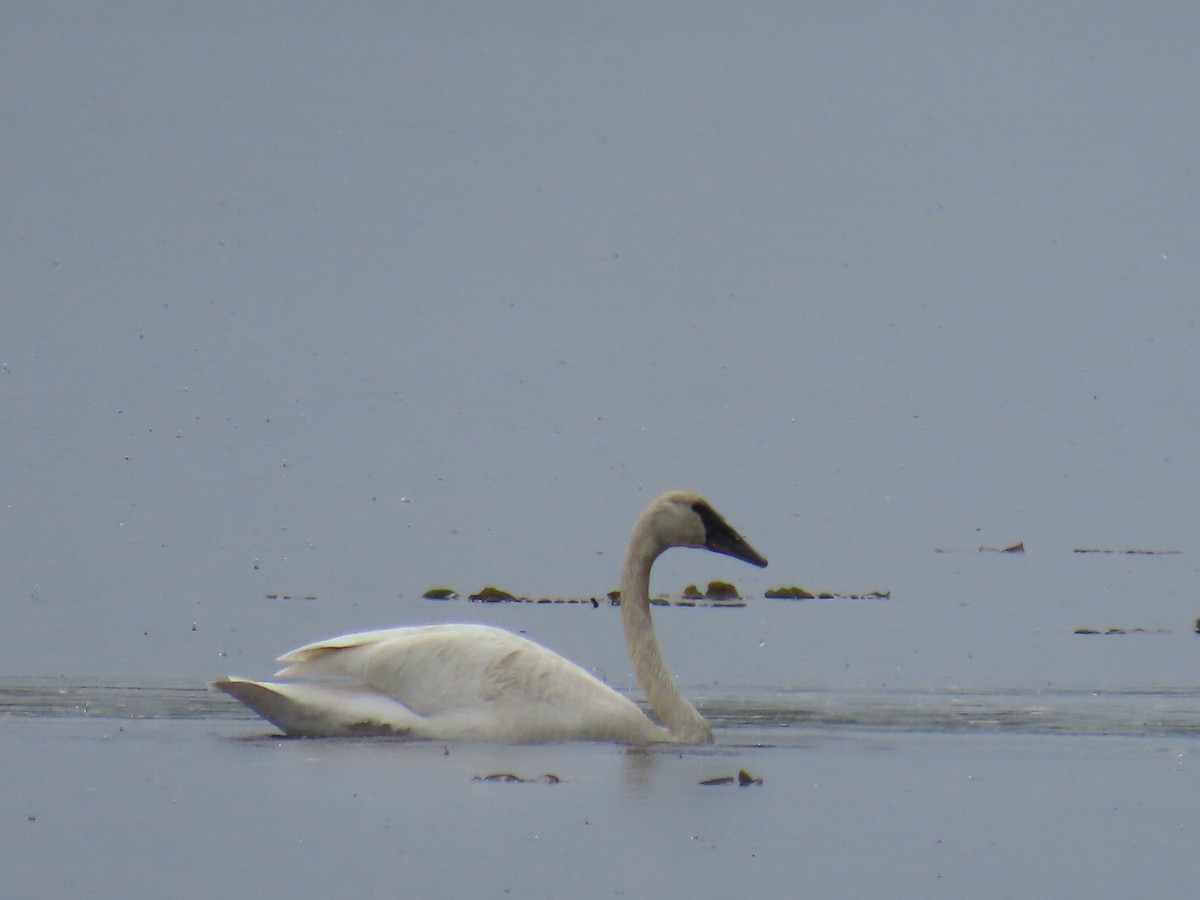 Trumpeter Swan - ML620251789