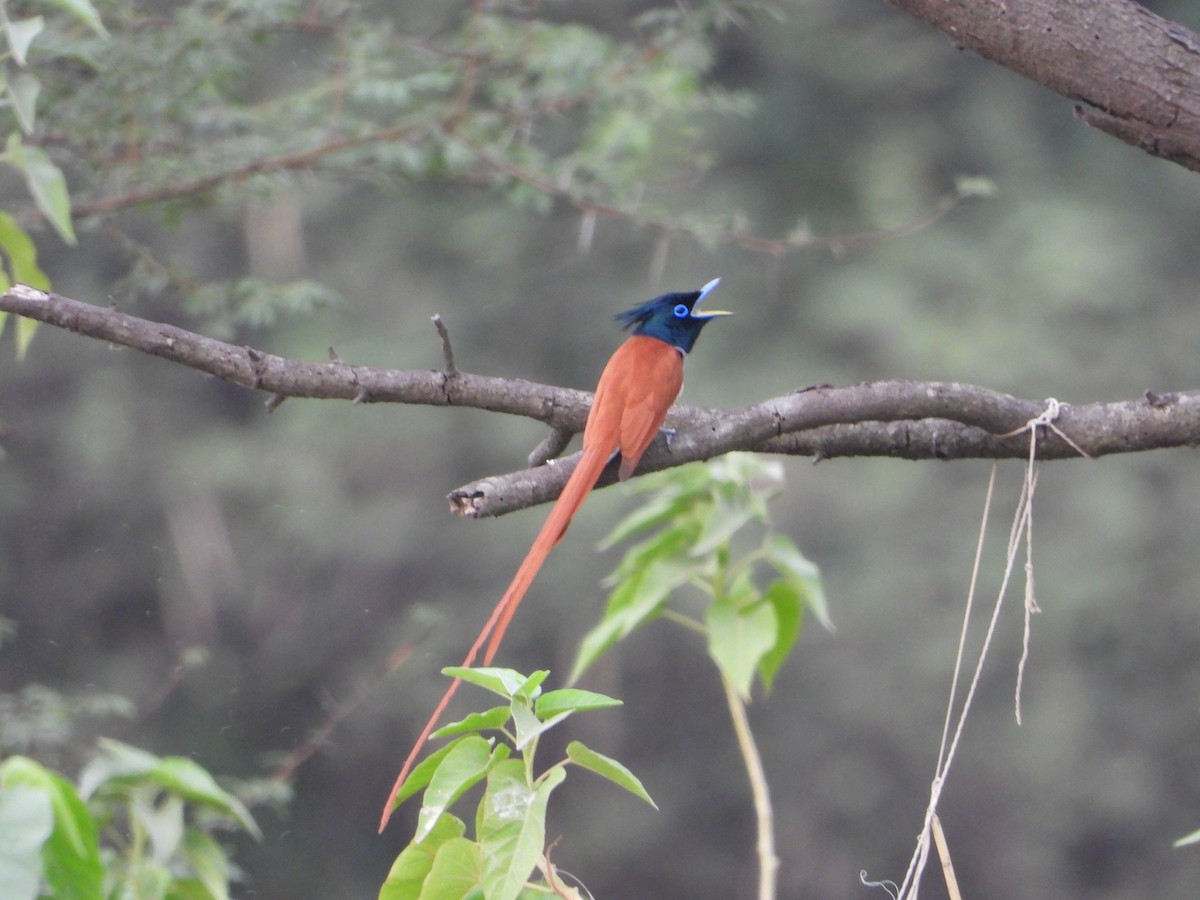 Indian Paradise-Flycatcher - ML620251790