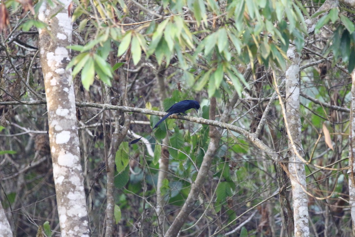 Greater Racket-tailed Drongo - ML620251794