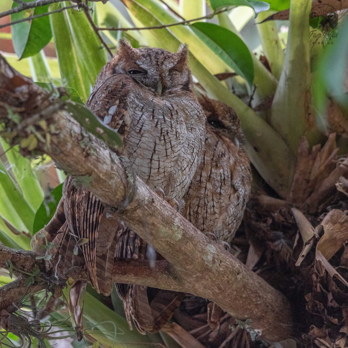 Tropical Screech-Owl - ML620251797