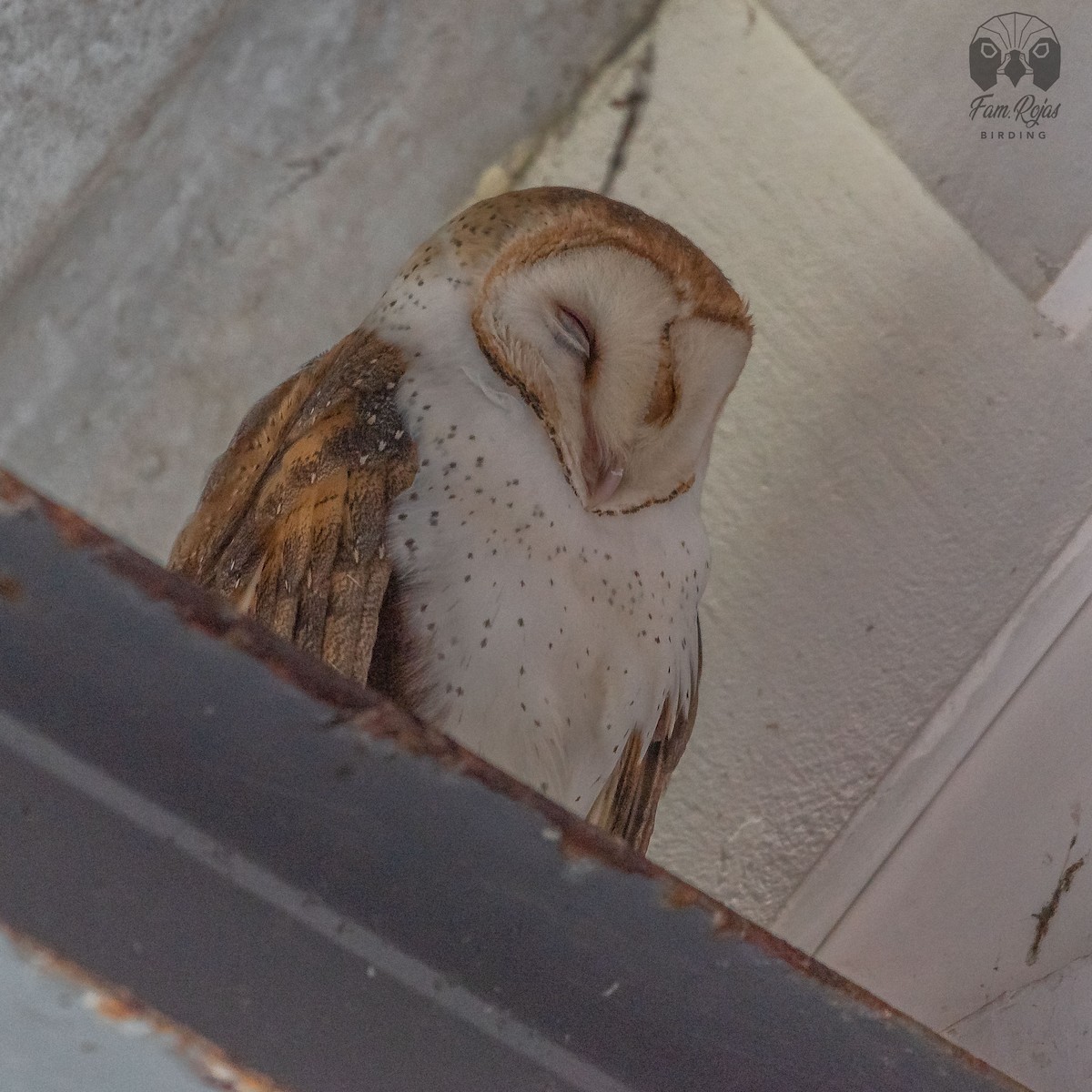 Barn Owl - Ricardo Rojas Arguedas