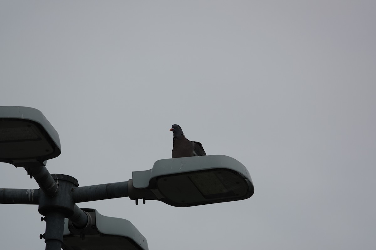 Common Wood-Pigeon - ML620251805