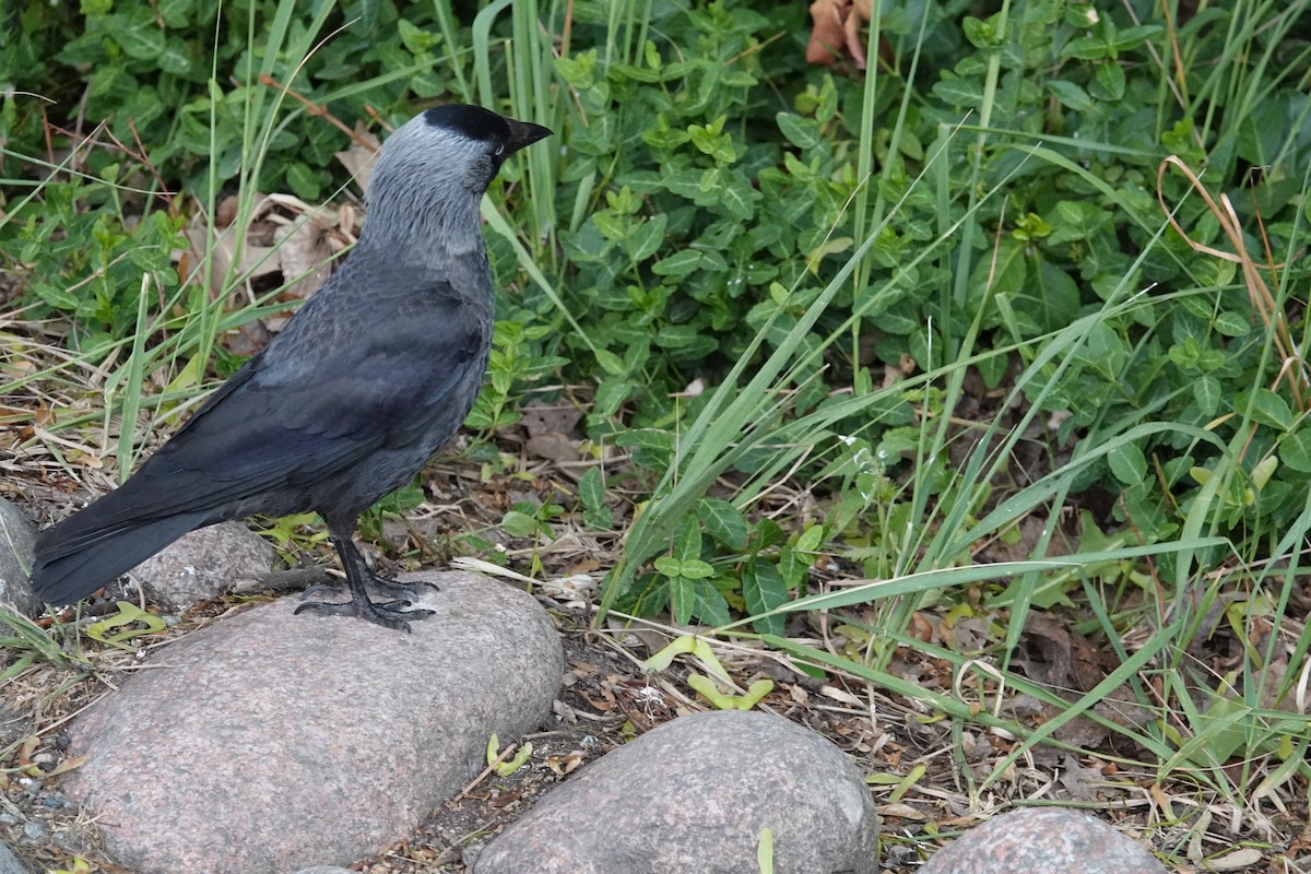 Eurasian Jackdaw - ML620251808