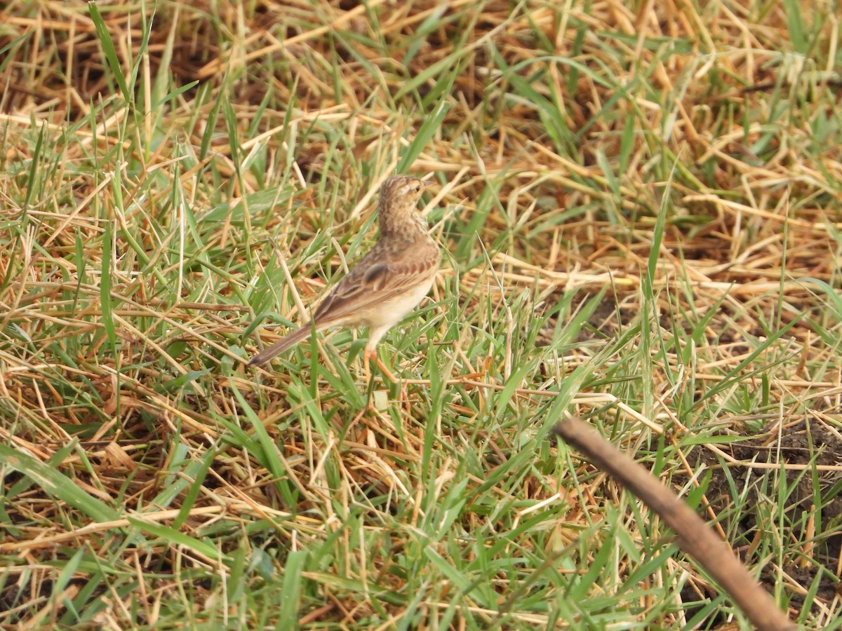 Paddyfield Pipit - ML620251812