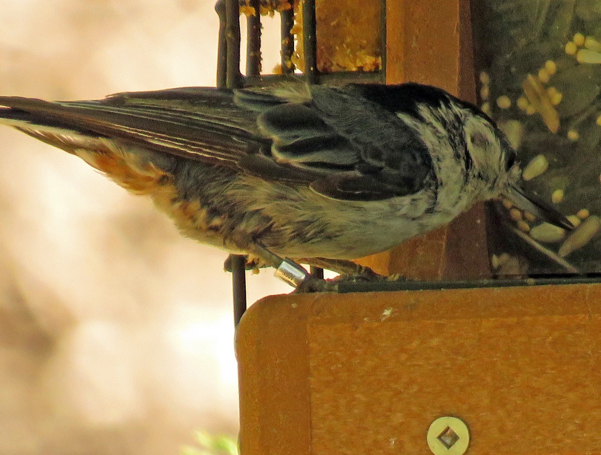 White-breasted Nuthatch - ML620251814