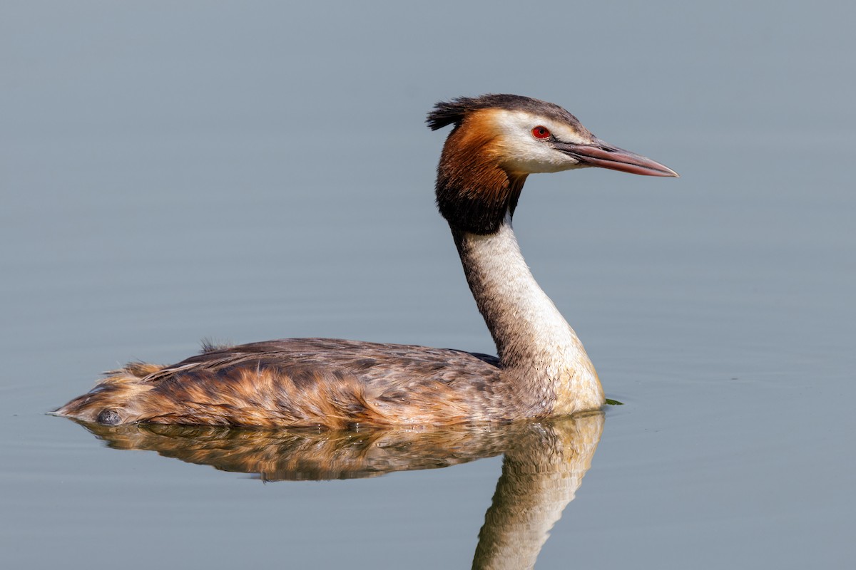 Great Crested Grebe - ML620251830