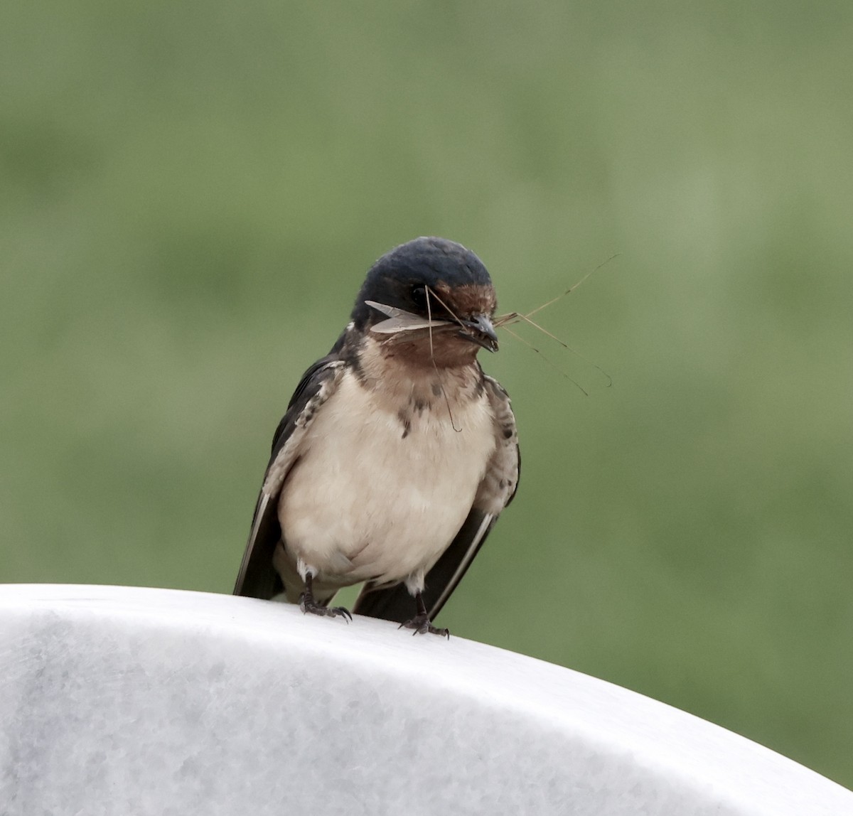 Barn Swallow - ML620251831