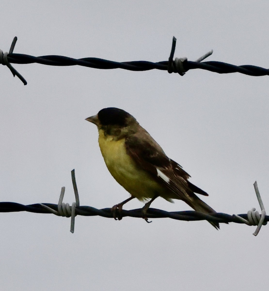 Lesser Goldfinch - ML620251834