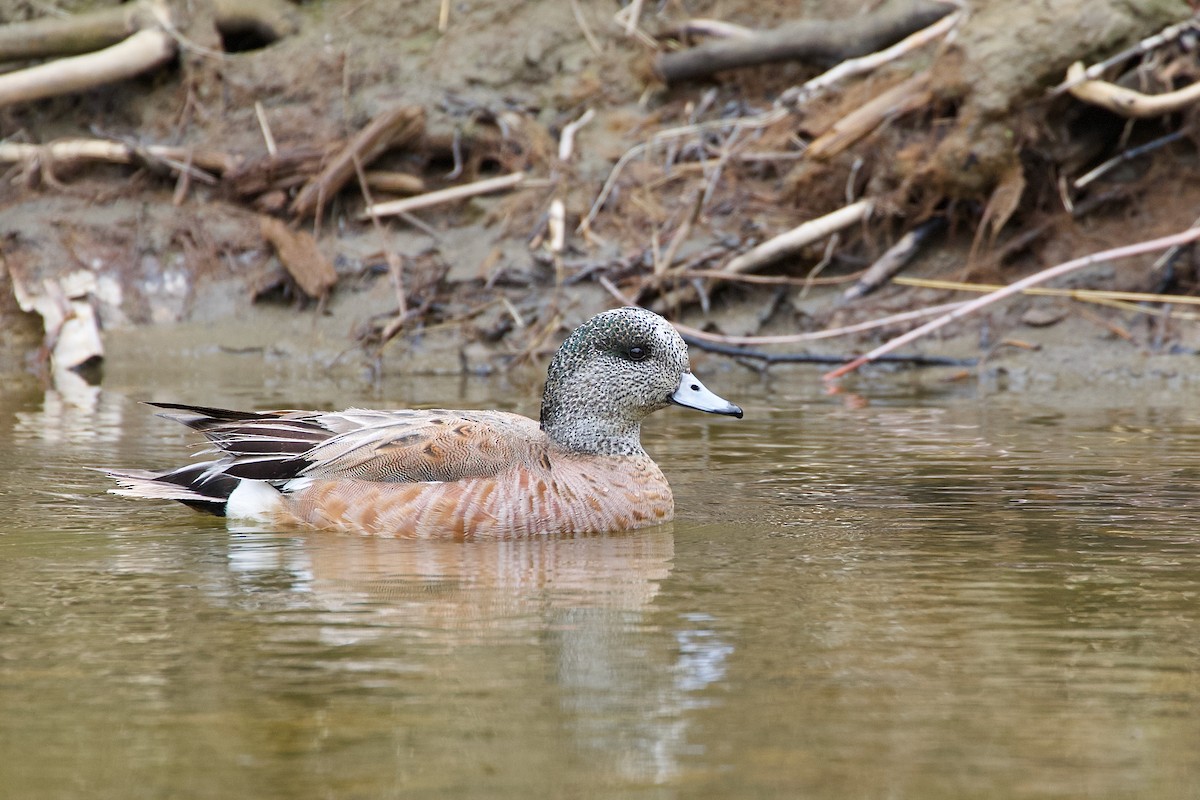 American Wigeon - ML620251839