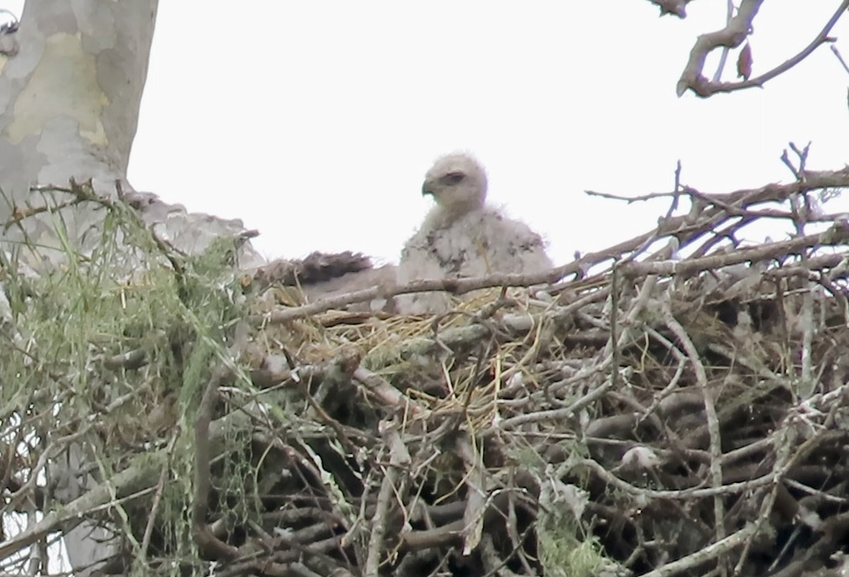 Red-tailed Hawk - ML620251840