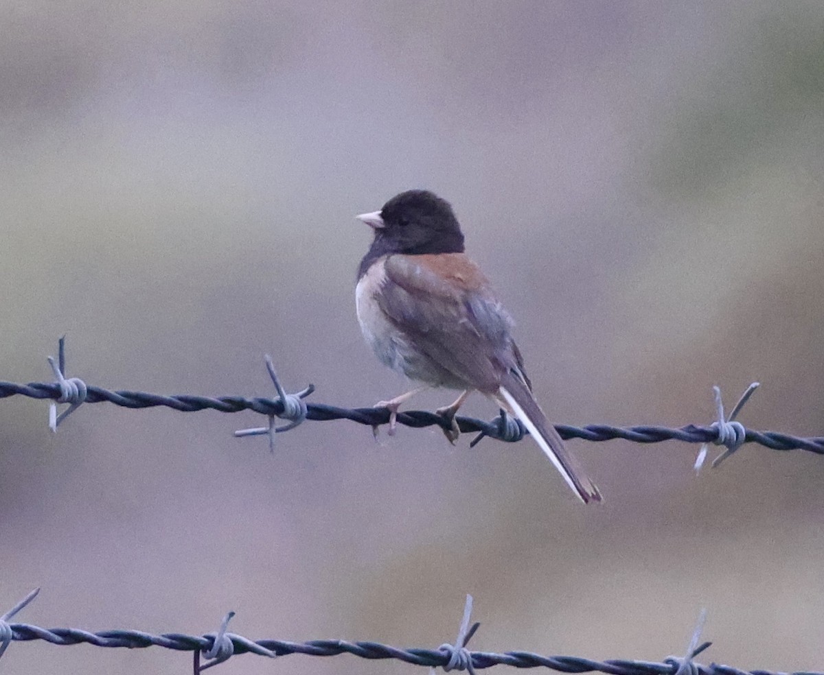 Junco ardoisé - ML620251842