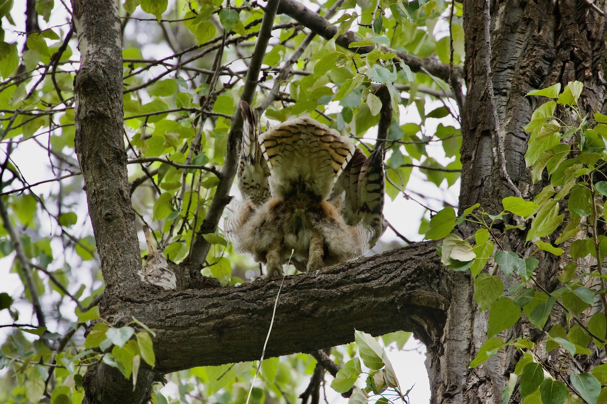 Great Horned Owl - ML620251848