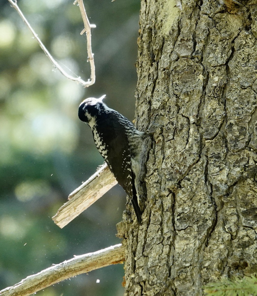 American Three-toed Woodpecker - ML620251853