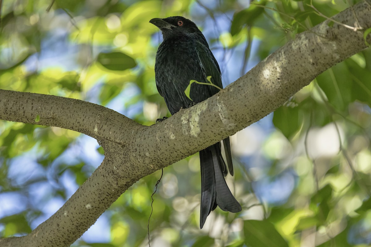 Spangled Drongo - ML620251862