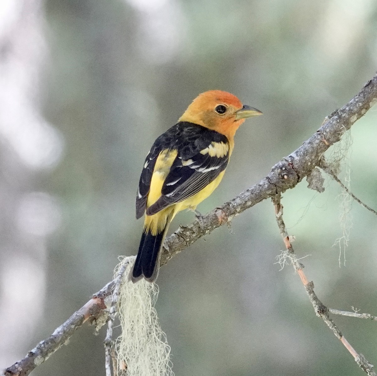 Western Tanager - ML620251870