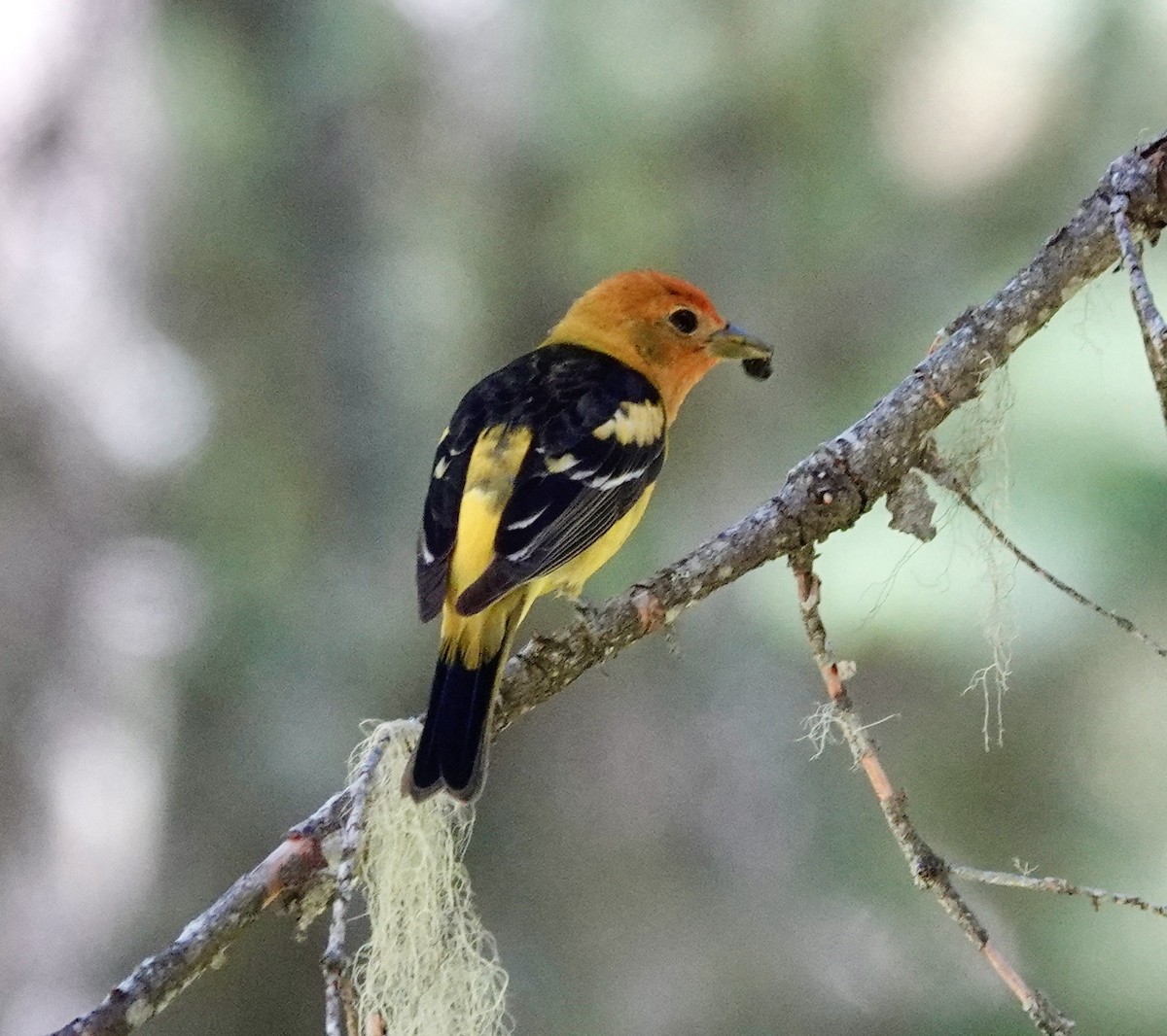 Western Tanager - ML620251871