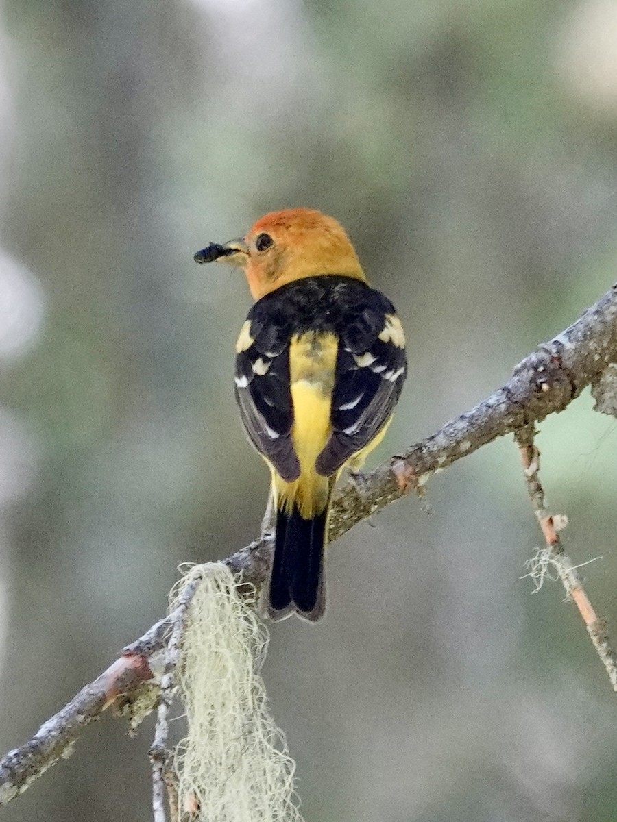 Western Tanager - ML620251872