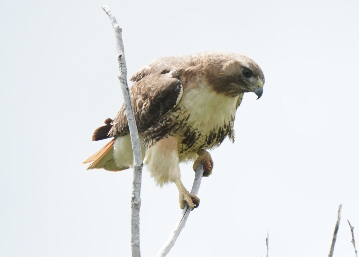 Red-tailed Hawk - ML620251880