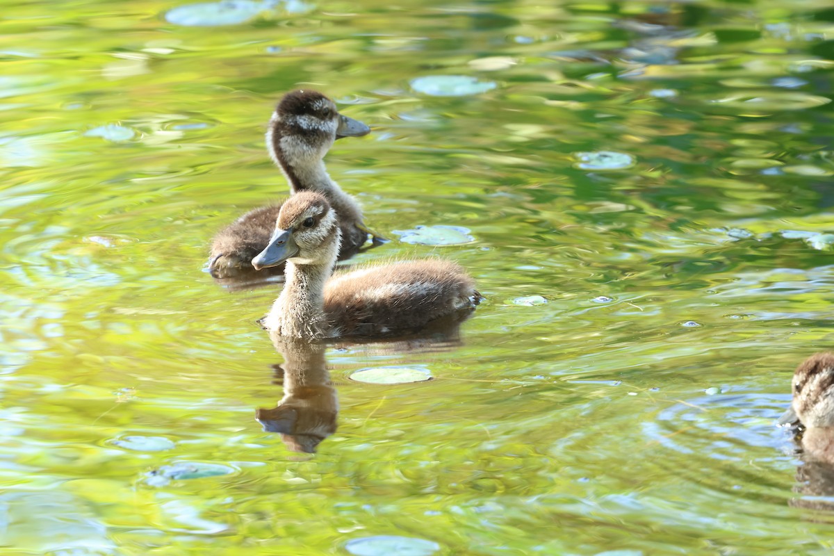 Dendrocygne tacheté - ML620251882