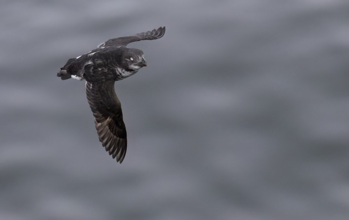 Least Auklet - ML620251887