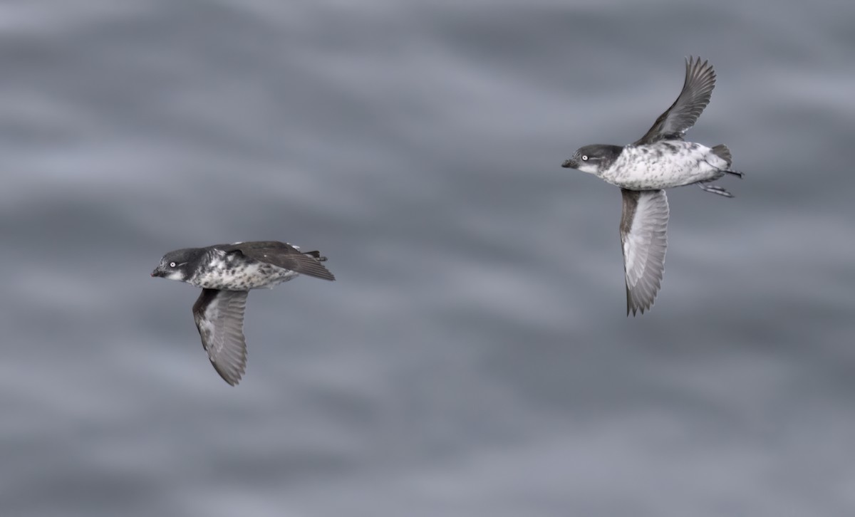 Least Auklet - George Armistead | Hillstar Nature