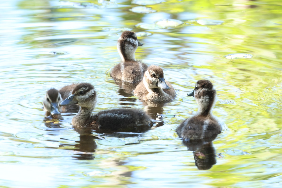 Dendrocygne tacheté - ML620251892