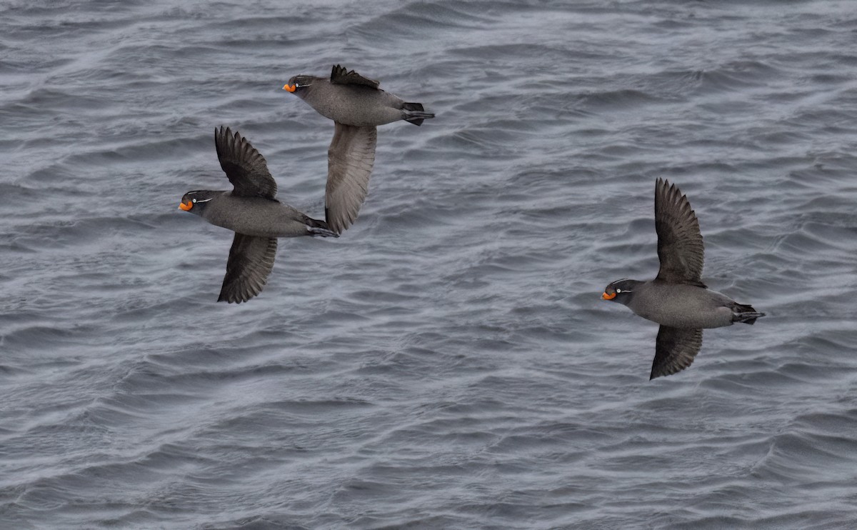 Crested Auklet - ML620251893