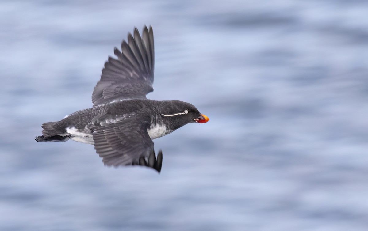 Parakeet Auklet - ML620251895