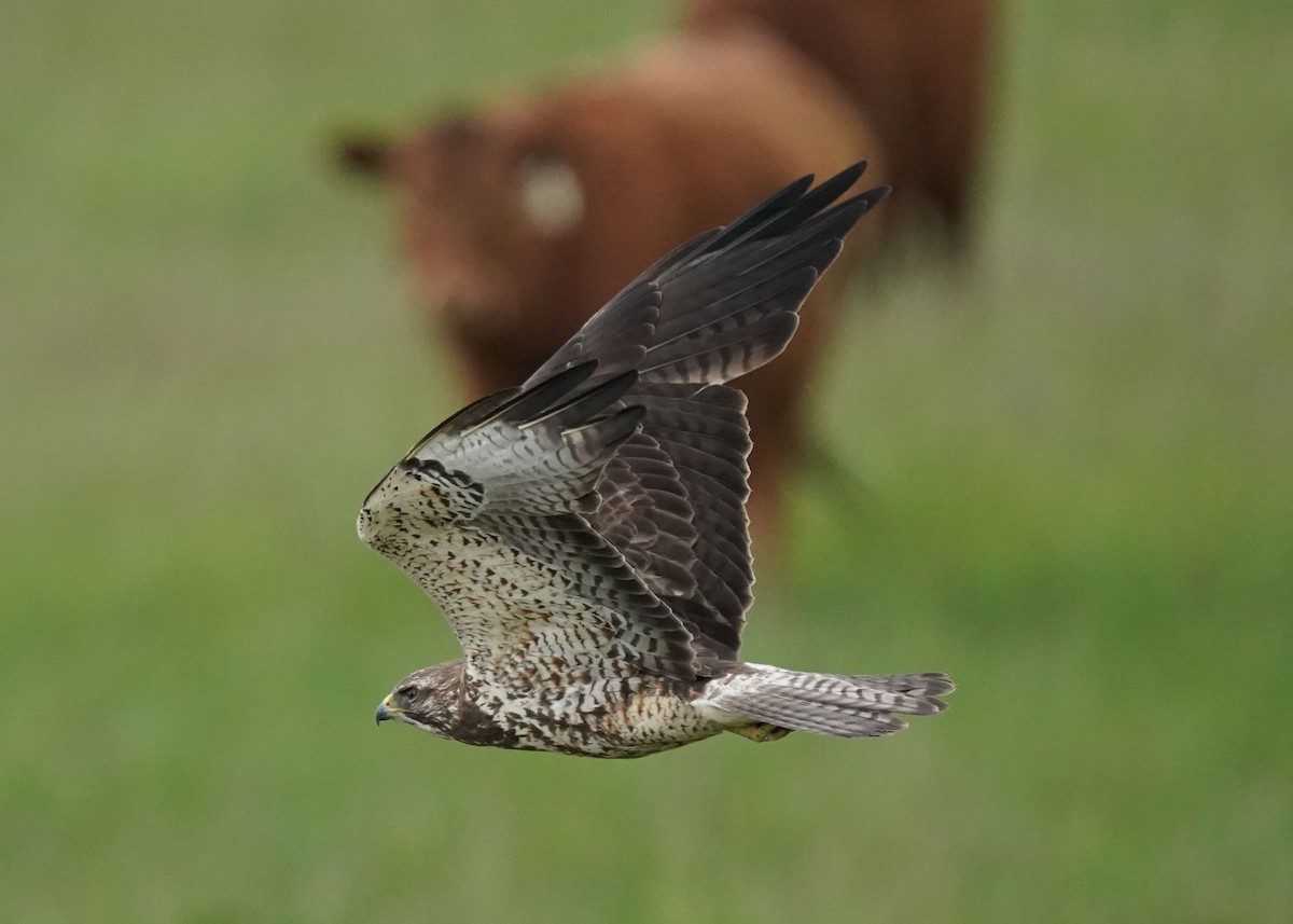 Swainson's Hawk - ML620251909