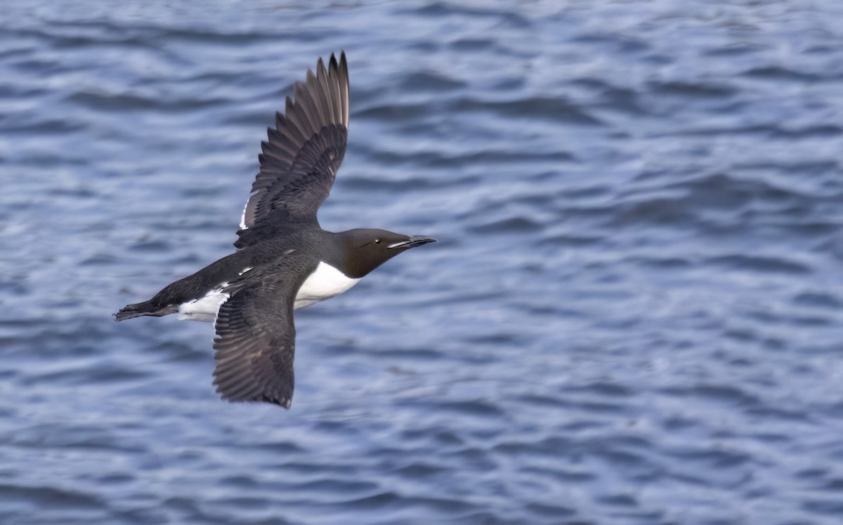 Thick-billed Murre - ML620251915