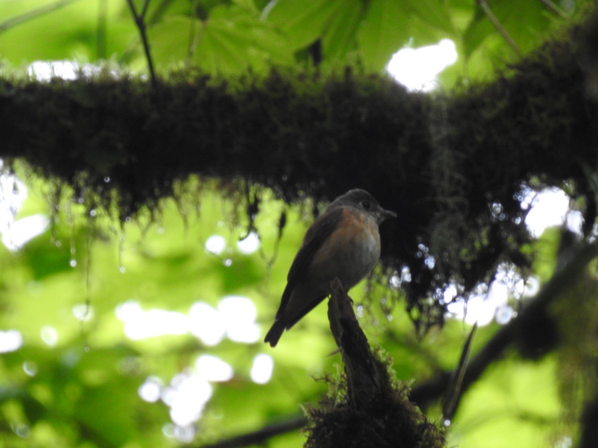 Ferruginous Flycatcher - ML620251916