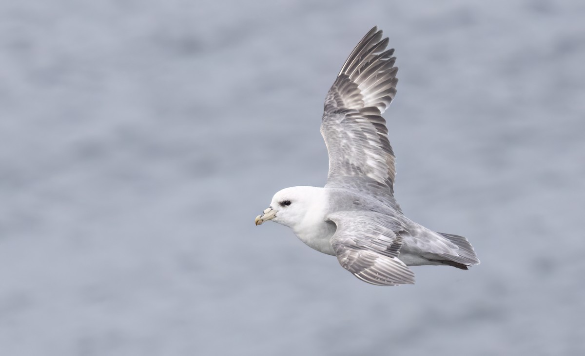 Northern Fulmar (Pacific) - ML620251926