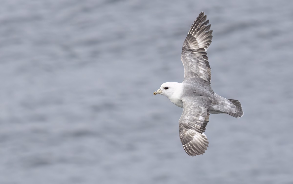 Fulmar Boreal (Pacífico) - ML620251927