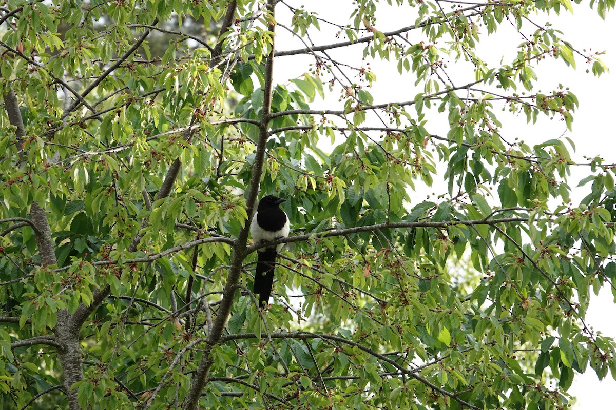 Eurasian Magpie - ML620251929