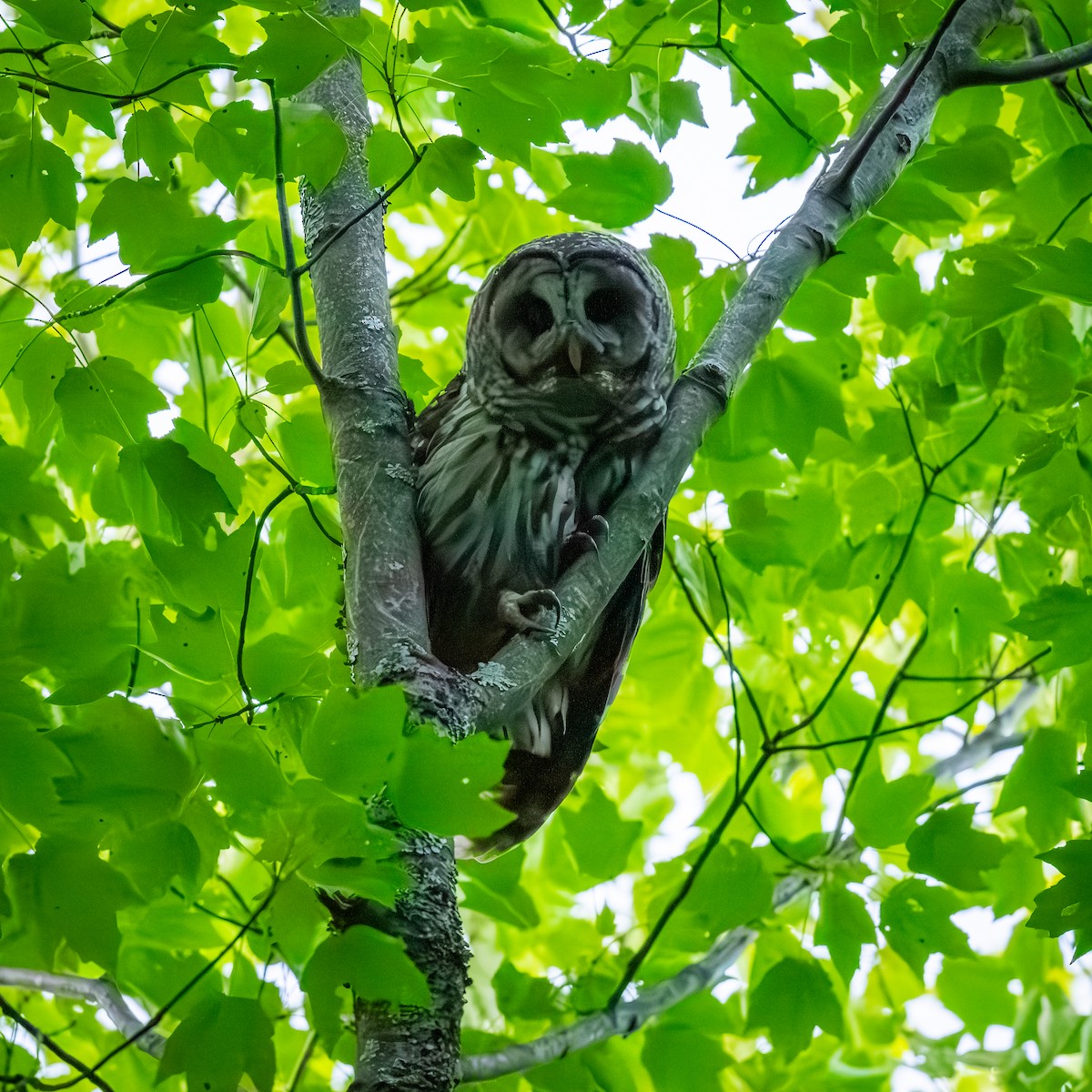 Barred Owl - ML620251930