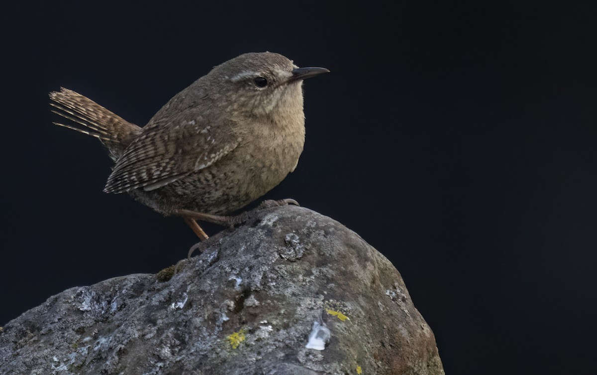 Pacific Wren (alascensis Group) - ML620251933