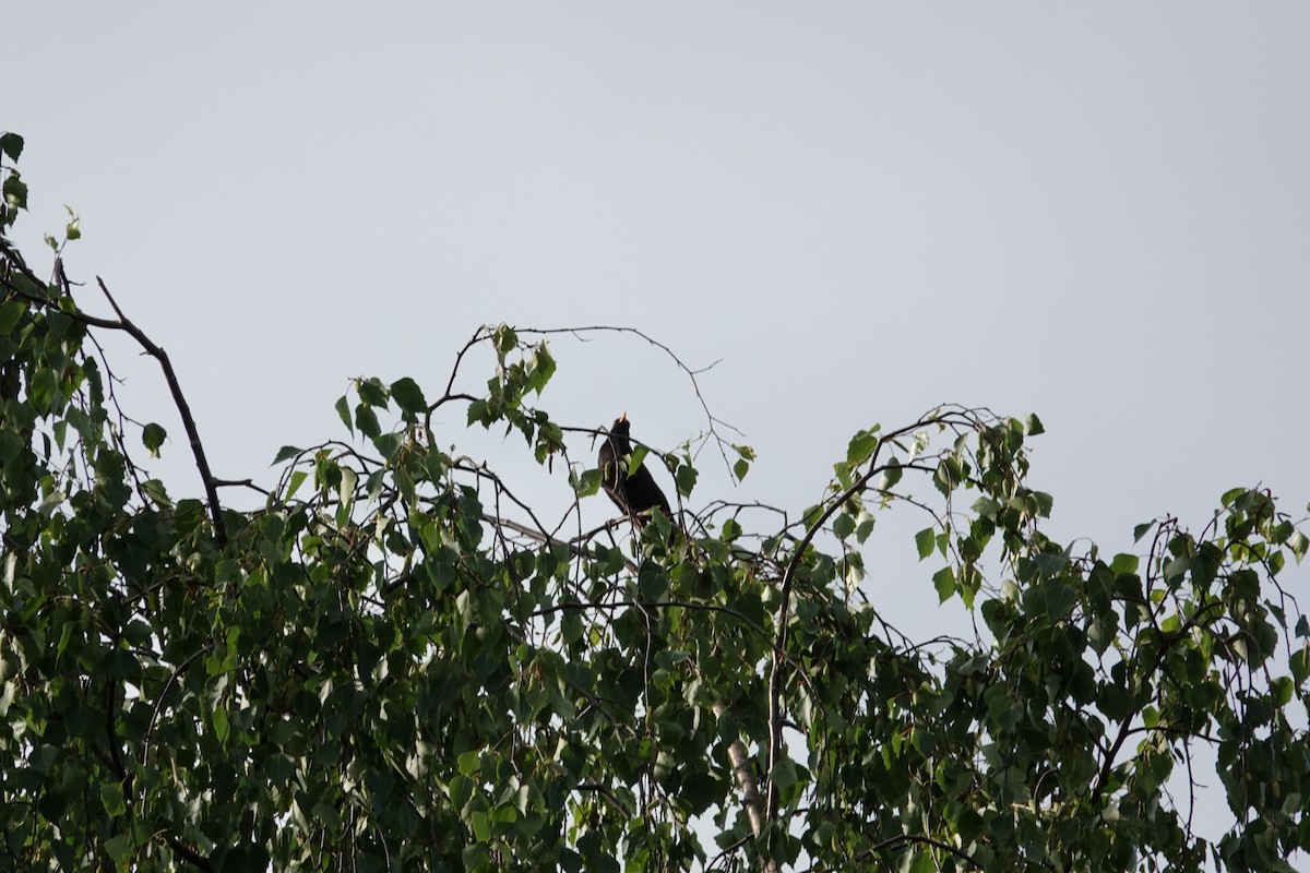 Eurasian Blackbird - ML620251934