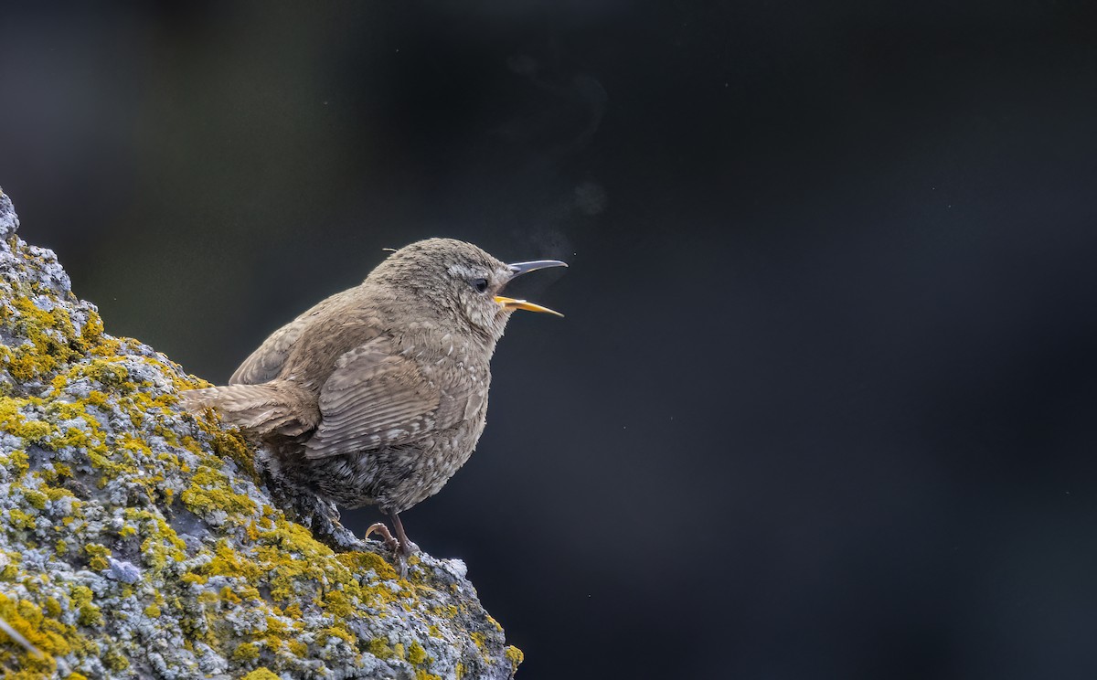 Pacific Wren (alascensis Group) - ML620251935