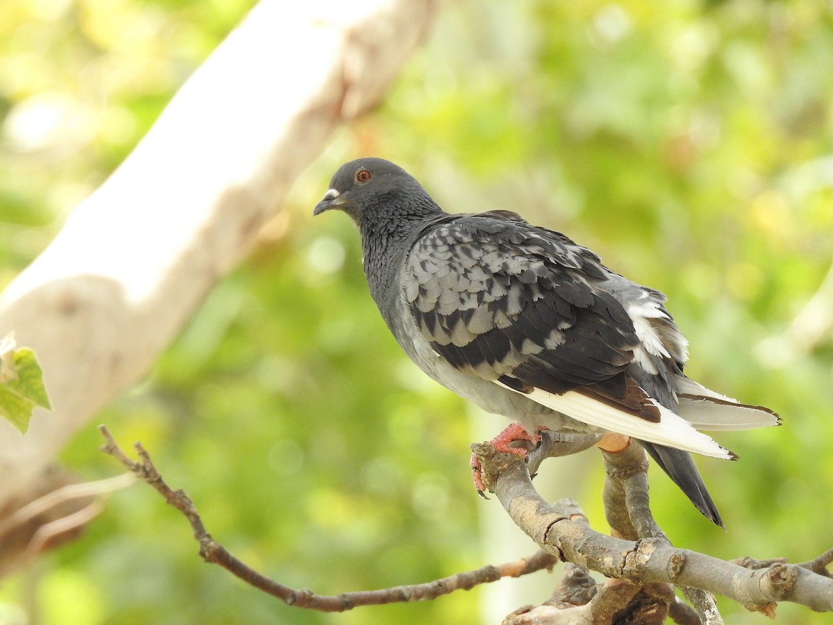 Rock Pigeon (Feral Pigeon) - ML620251937