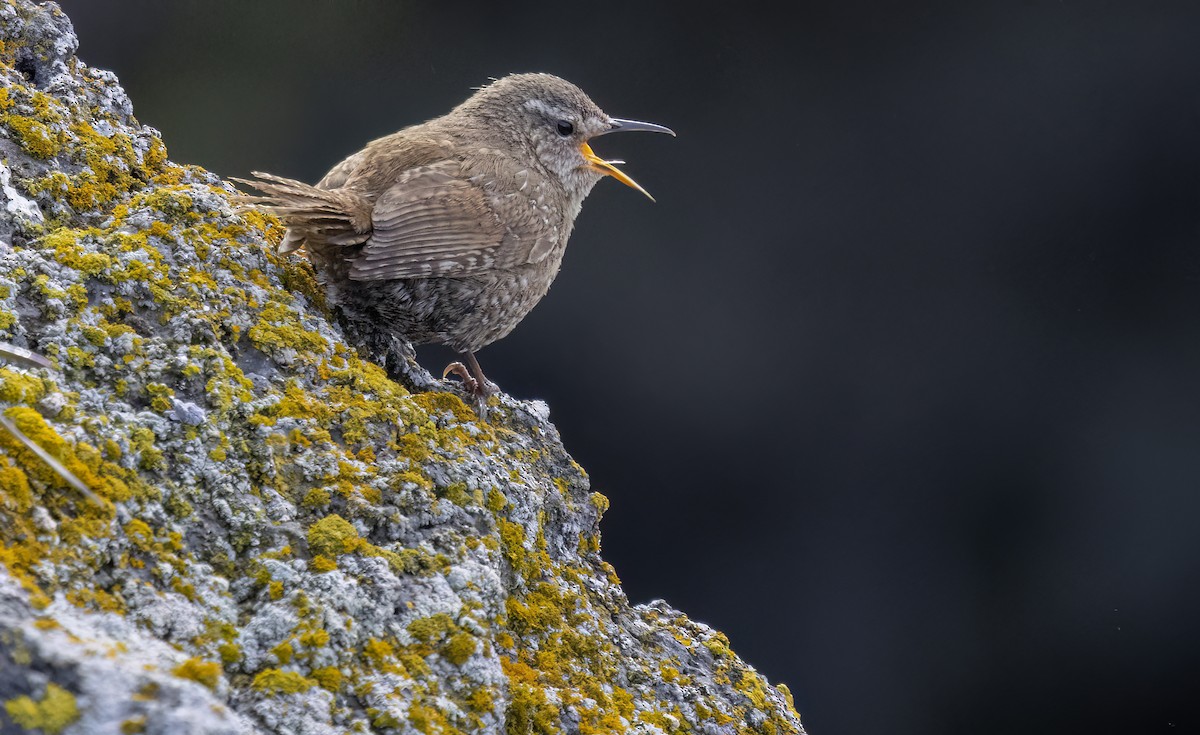 Pacific Wren (alascensis Group) - ML620251945