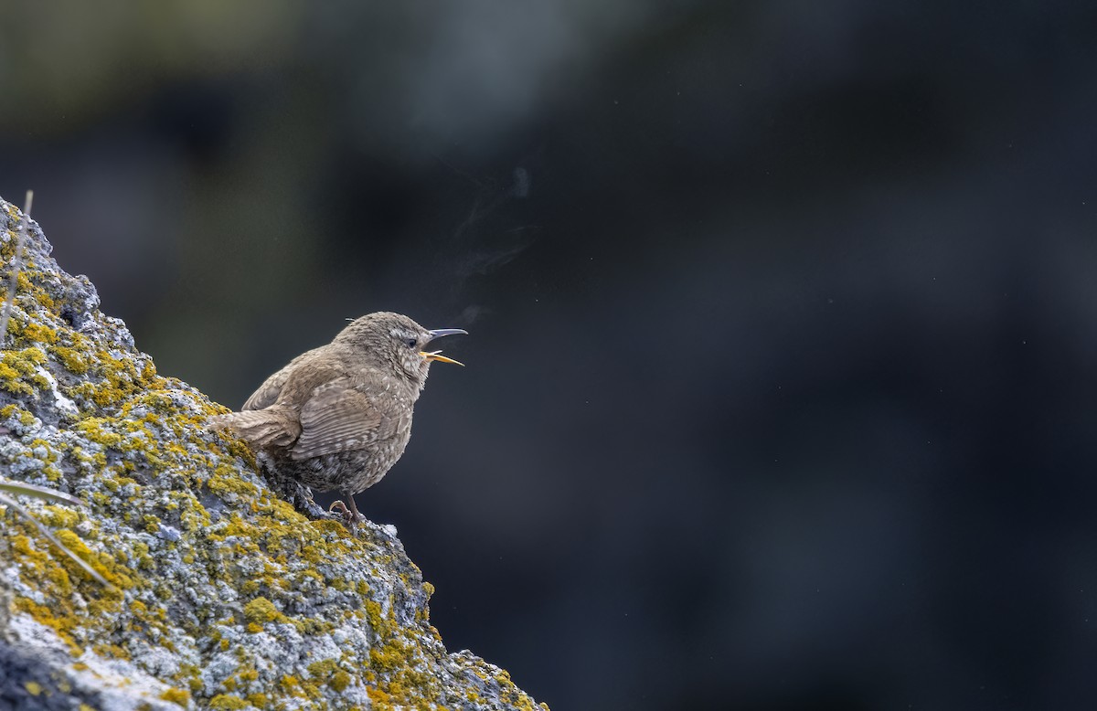 Pacific Wren (alascensis Group) - ML620251946