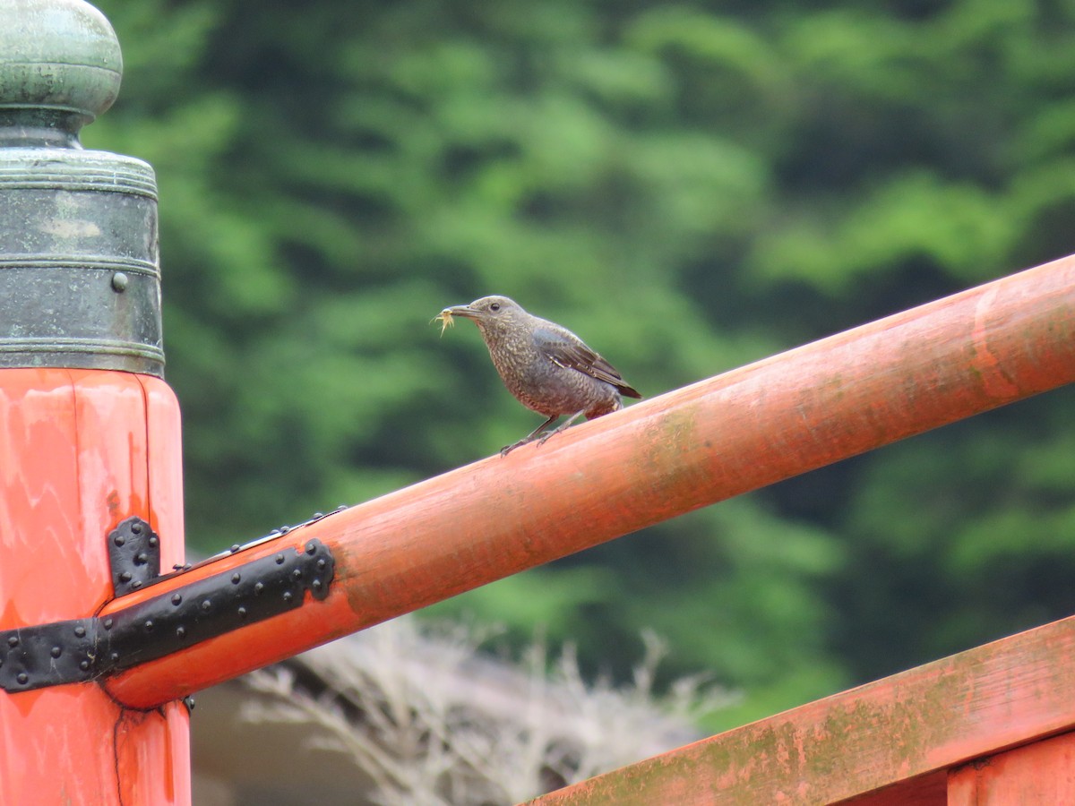 passerine sp. - Stan Jarzynski