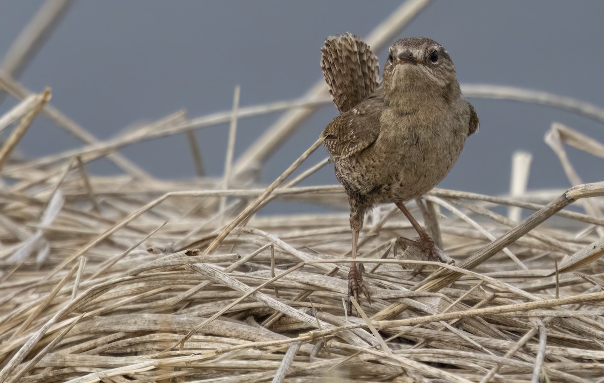 Pacific Wren (alascensis Group) - ML620251958