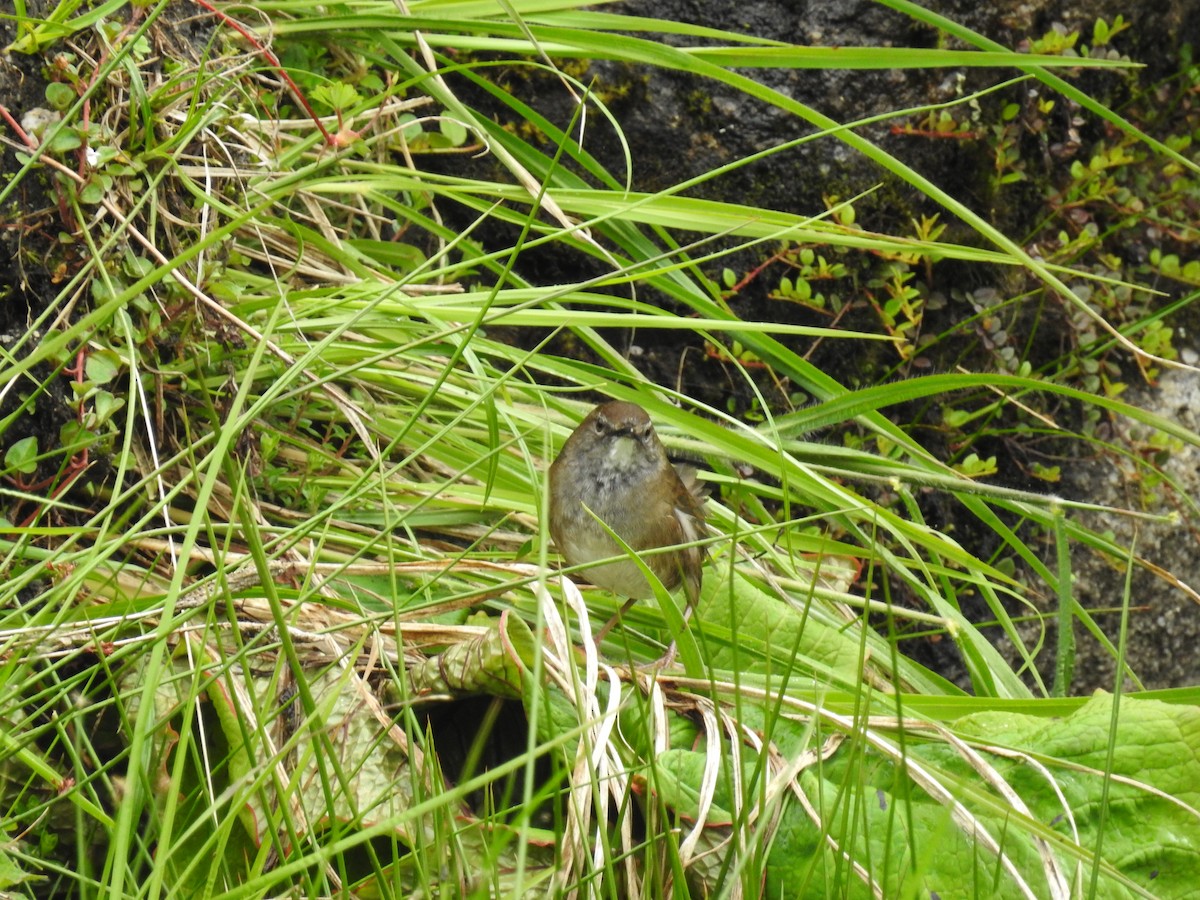 Spotted Bush Warbler - ML620251962